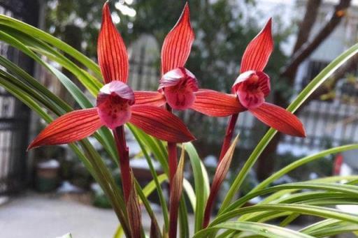 冬天養花，就養7大「祥瑞」花，寓意各不相同，好看好兆頭