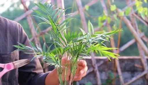 袖珍椰子怎麼養？做好3件事，葉子一直翠綠，植株健壯，年年漂亮