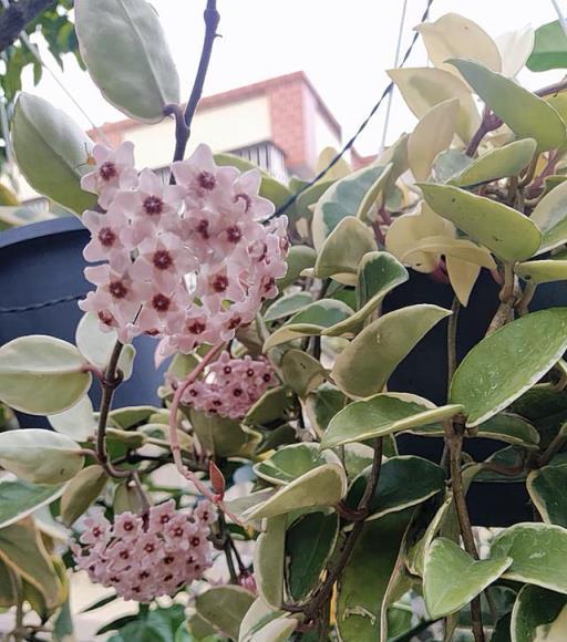 有種室內盆栽，叫「花葉球蘭」，耐陰且好養，花葉俱美，香氣襲人