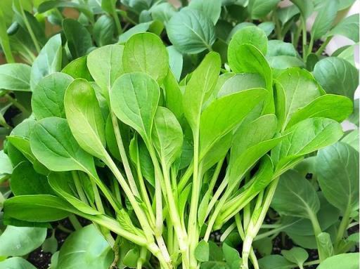 7種「蔬菜」不怕冷，秋冬居家養，一茬接一茬，想吃就摘很方便