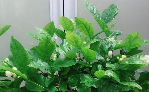 冬季茉莉花養護指南，做好這兩點，來年花開滿枝頭
