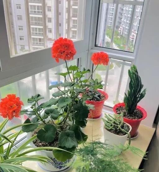 5種「觀花植物」，一盆開千朵，漂亮不嬌氣，養花高手都愛它