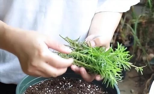 天冷養太陽花，只用「一招」，順利過冬，來年開滿花，變漂亮老樁