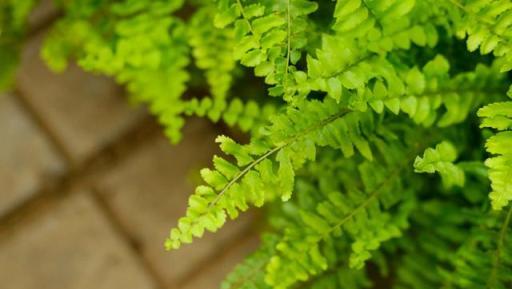 光照不足想養植物，試試它，葉片四季油綠長勢旺，廁所也能養