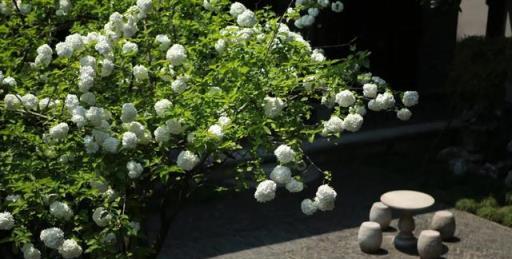 「陽臺有四花，子女一直髮」，養一棵光鮮亮麗，鎮宅旺運也旺人