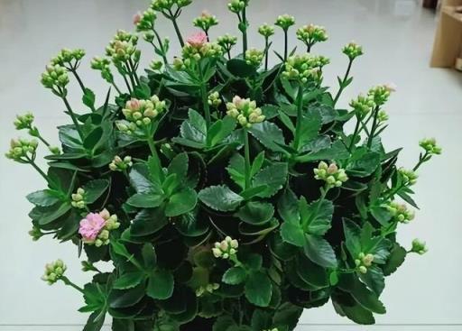 4種花，養成「老樁」，更驚豔更有價值，方法很簡單，大家都稱讚