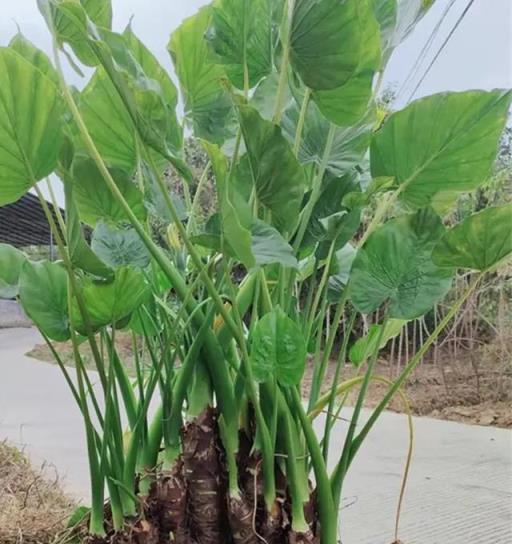 養滴水觀音，做好3點，枝幹粗壯，葉多又大，年年油綠旺盛美觀