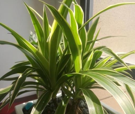 4種花，養成「老樁」，更驚豔更有價值，方法很簡單，大家都稱讚