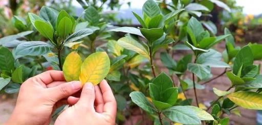 梔子花有3個「愛好」，滿足它，葉子油綠髮亮，花朵更多更芳香