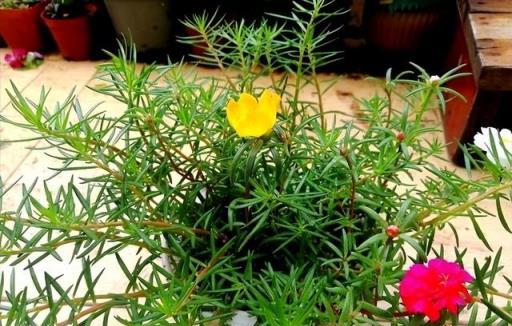 4種花，養成「老樁」，更驚豔更有價值，方法很簡單，大家都稱讚