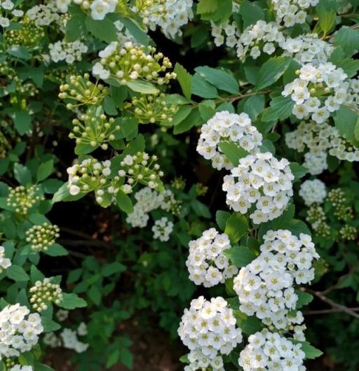 適合在冬天種植的「35種花」，即使外面萬物蕭條，家裡也春意盎然