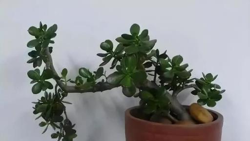 4種花，養成「老樁」，更驚豔更有價值，方法很簡單，大家都稱讚