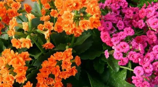 4種花，養成「老樁」，更驚豔更有價值，方法很簡單，大家都稱讚