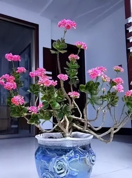 4種花，養成「老樁」，更驚豔更有價值，方法很簡單，大家都稱讚