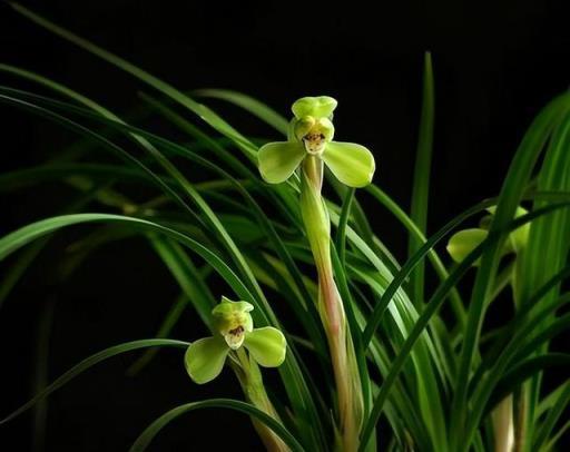 養蘭花的3個關鍵「要素」，學會了芳香四溢，不黃葉也不爛根