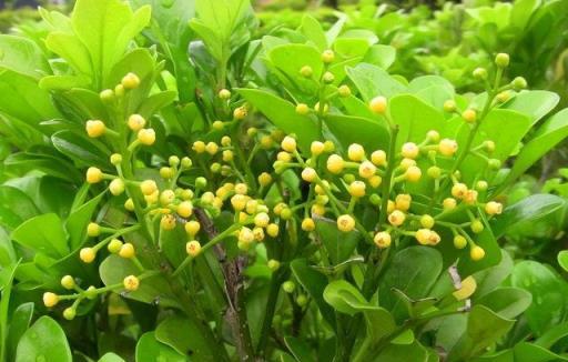 冬天養米蘭花，教你幾個養根小技巧，學會了安全過冬，來年開花旺