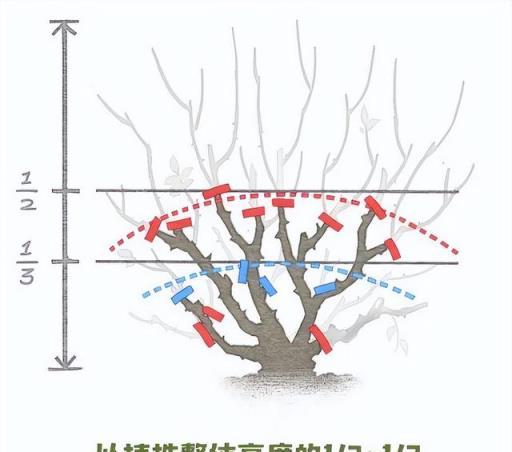 月季冬天剪得好，明年春天更爆花！純純純乾貨給你整理好啦