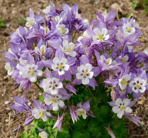 適合在冬天種植的「35種花」，即使外面萬物蕭條，家裡也春意盎然