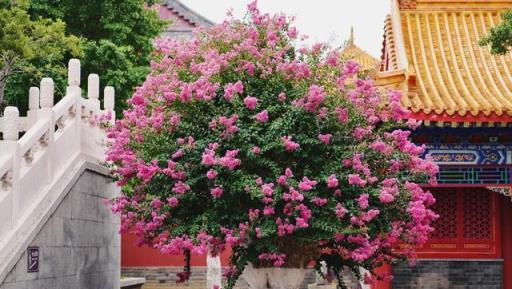 大戶人家喜歡養的吉祥樹，寓意深遠能「旺家」，值得擁有