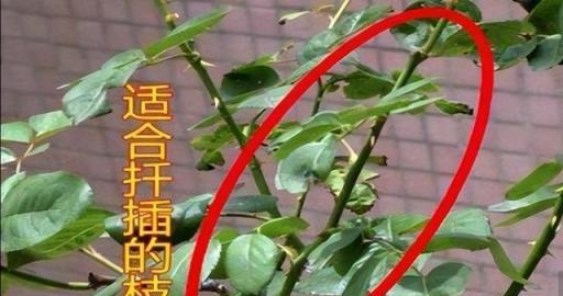 12月，趕緊扦插5種花，易成活，開花早，比夏天還合適