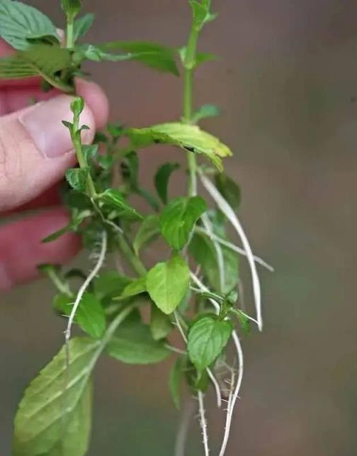 薄荷怎麼養？做好「4點」，不停生長，非常旺盛，枝葉繁茂吃不完