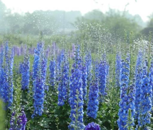 適合在冬天種植的「35種花」，即使外面萬物蕭條，家裡也春意盎然