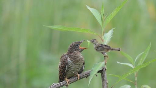 聞名世界的「報春鳥」大杜鵑是如何「行騙」的？