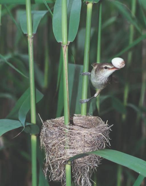 聞名世界的「報春鳥」大杜鵑是如何「行騙」的？