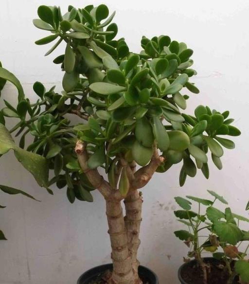 4種花，養成「老樁」，更驚豔更有價值，方法很簡單，大家都稱讚