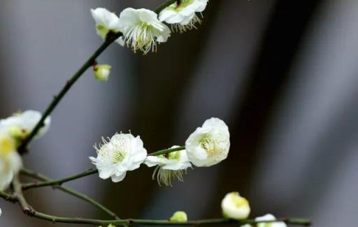 冬天開的100種花·（一）君子蘭、杜鵑、茶花、梅花、長壽花