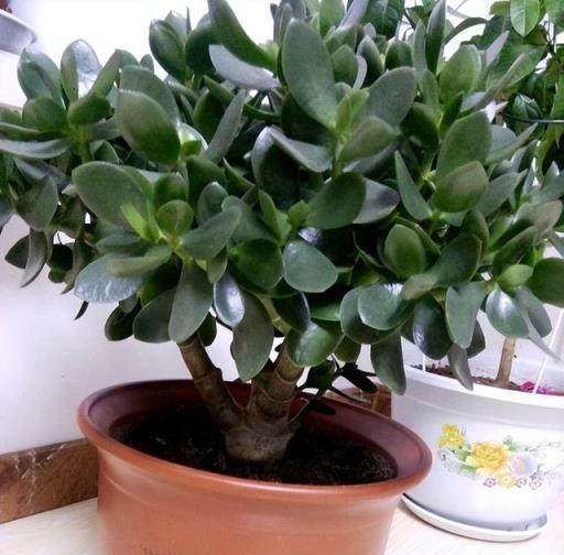 4種花，養成「老樁」，更驚豔更有價值，方法很簡單，大家都稱讚