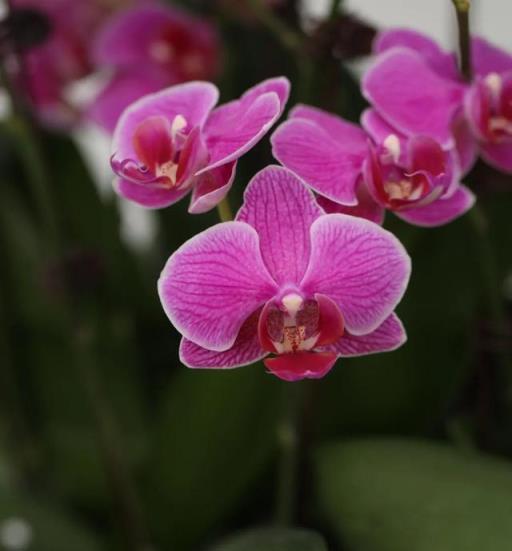 年宵花登場~就從嬌貴卻好養的蝴蝶蘭開始吧，6個小技巧養爆它