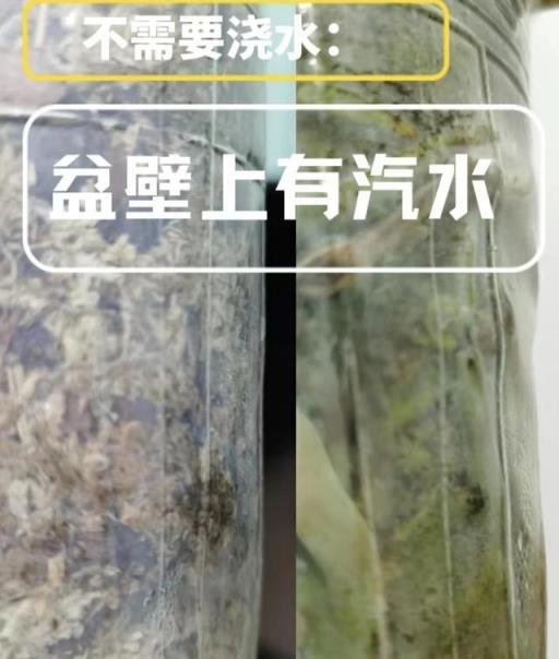 冬天養蝴蝶蘭，有「4個小忌諱」，避開了，持續開花100天