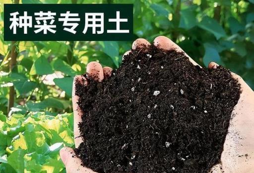 發現一位小姐姐，用100多個「瓶瓶罐罐」種蔬菜，實現了蔬菜自由