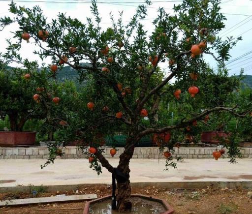 客廳種盆「紅果樹」，果子掛滿枝，好看又好吃