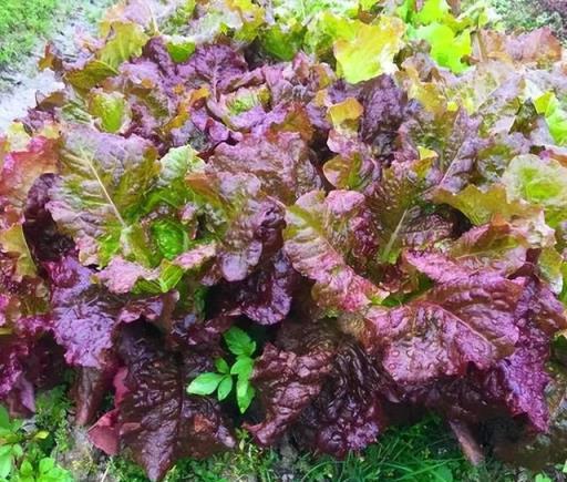 「3種菜」，好養好吃花錢少，長勢快收穫多，和盆栽花卉一樣漂亮