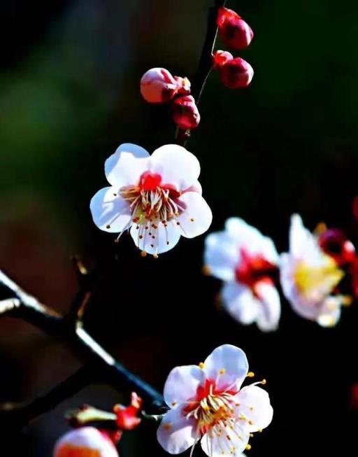 冬天開的100種花·（一）君子蘭、杜鵑、茶花、梅花、長壽花