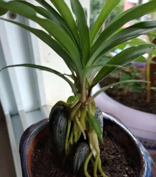 4種花，養成「老樁」，更驚豔更有價值，方法很簡單，大家都稱讚