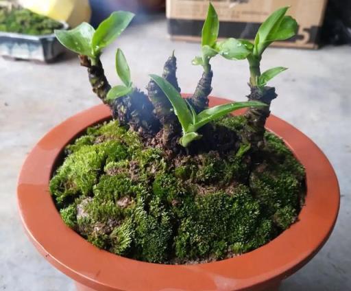 4種花，養成「老樁」，更驚豔更有價值，方法很簡單，大家都稱讚