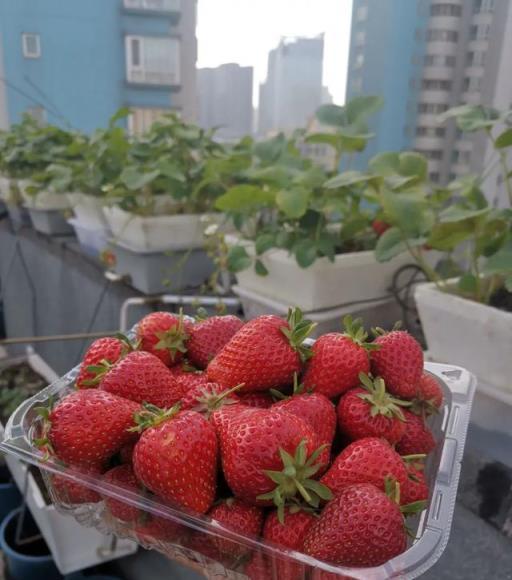 無論種花種菜，給根系一個適宜環境最關鍵