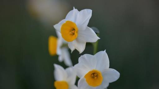 水仙花品種那麼多，最愛中國水仙花