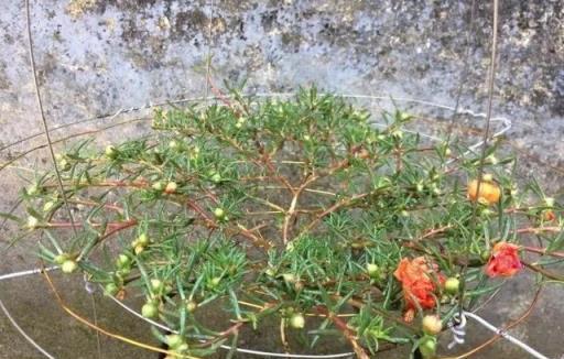 4種花，養成「老樁」，更驚豔更有價值，方法很簡單，大家都稱讚