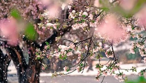 大戶人家喜歡養的吉祥樹，寓意深遠能「旺家」，值得擁有