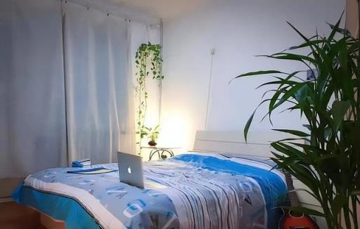 臥室花卉精選，三種助眠綠植，夜晚釋放氧氣，提升睡眠環境