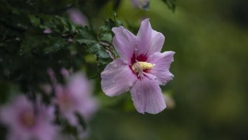 身體不好，「趕緊」養5種花，好養好看，關鍵是「有益健康」