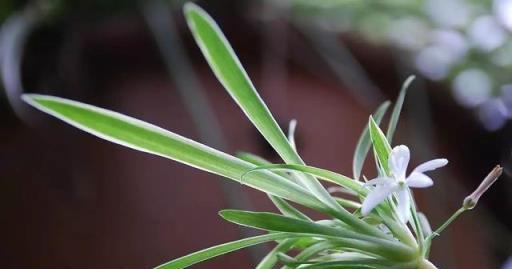 吊蘭黃葉怎麼處理？簡單一步，變得鮮活翠綠繁茂，快速長出小吊蘭