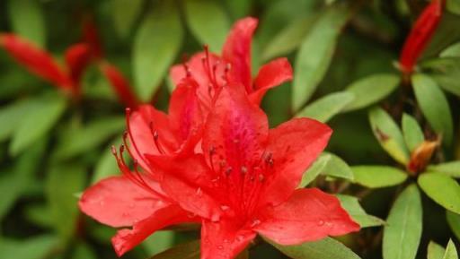 曾經「紅極一時」的杜鵑花，為何現在很少有人養，原因很簡單