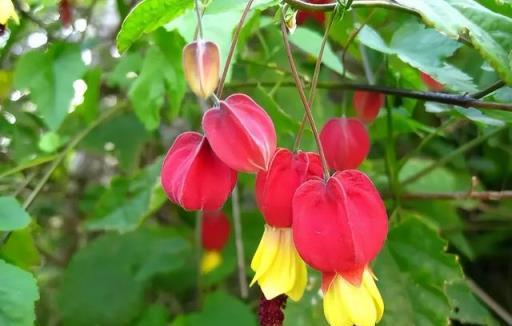 4種「漂亮花」，開花紅豔豔，經常開花，養在陽臺上，喜慶又吉利