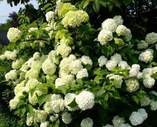 家裡有個小院子，定要養棵中華木繡球，花色潔白又高階，值得擁有