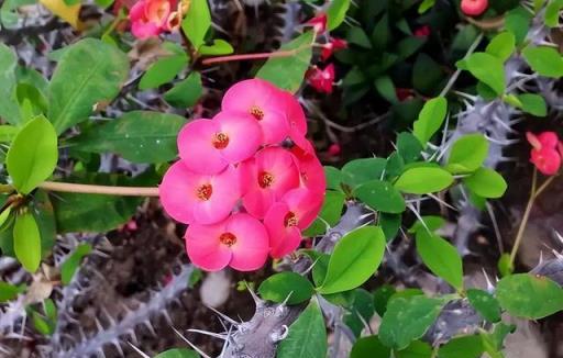 年關買花要當心，6種花已進入「黑名單」，養著不吉利，建議別買